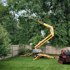 Trusted Lakewood, CA Tree Removal and Landscaping Services Experts